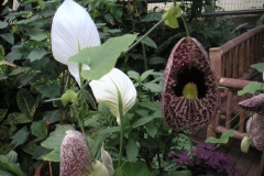 maximilianpark_05_9_20091227_1756329392