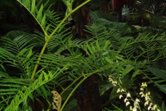 palmengarten_05_10_20091227_1134899126