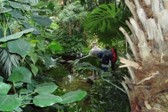 Palmengarten 2005