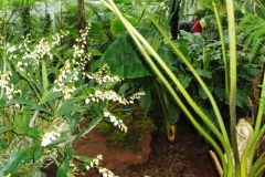 palmengarten_05_9_20091227_1145978161