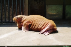 hannover_zoo_06_16_20091227_1320293772