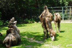 hannover_zoo_06_17_20091227_1191699785