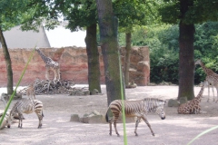 hannover_zoo_06_33_20091227_1231079656
