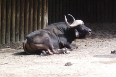 hannover_zoo_06_39_20091227_1642406602