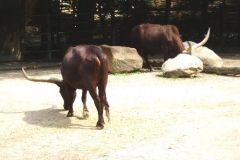 hannover_zoo_06_40_20091227_2036787470