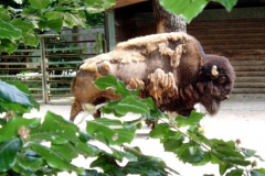 hannover_zoo_06_42_20091227_1037252807