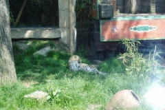 hannover_zoo_06_43_20091227_1573537291
