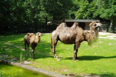 hannover_zoo_06_45_20091227_1202400434
