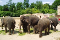 hannover_zoo_06_5_20091227_1395037372