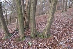 Wanderung zum Riesenstein 2010