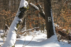 thuehringer_wald_26_20101215_1759178805