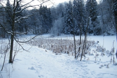 meissner_winter_2012_4_20120206_1374128968