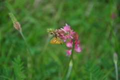 hie-und_kripploecher_6_20130617_1798416324