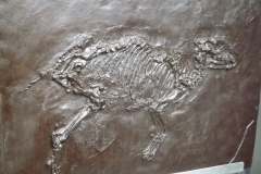 messel_24_20130315_1622642742