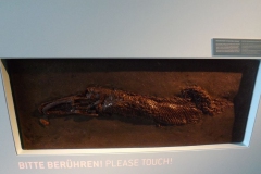 messel_7_20130315_1798344436
