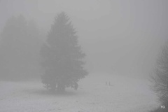meissner_2013_26_20130211_1233124823