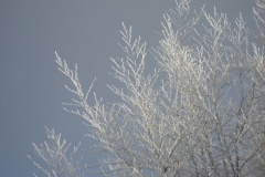 meissner_2013_35_20130211_1581601302