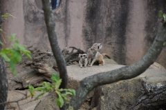 hannover_zoo_2015_101_20150715_1680867151