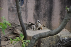 hannover_zoo_2015_102_20150715_1081977334