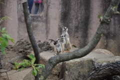 hannover_zoo_2015_103_20150715_1852955651