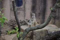 hannover_zoo_2015_104_20150715_1857115346