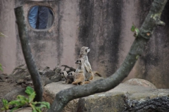 hannover_zoo_2015_105_20150715_1157053685