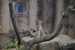 hannover_zoo_2015_106_20150715_1046515487