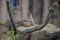 hannover_zoo_2015_107_20150715_1385007036