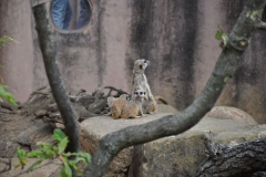 hannover_zoo_2015_108_20150715_1636648307