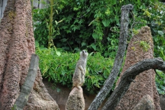 hannover_zoo_2015_110_20150715_1548690905