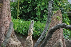 hannover_zoo_2015_111_20150715_1181406309