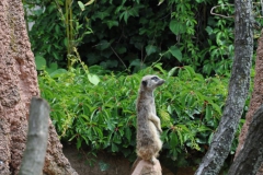 hannover_zoo_2015_112_20150715_1788859848