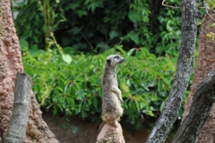 hannover_zoo_2015_113_20150715_1206207620