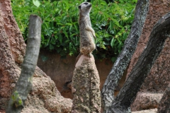 hannover_zoo_2015_114_20150715_1540747656