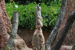 hannover_zoo_2015_115_20150715_1239863693