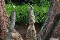 Hannover Zoo