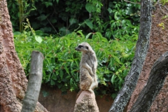 hannover_zoo_2015_117_20150715_1103920434