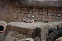 hannover_zoo_2015_118_20150715_2039021796