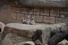 hannover_zoo_2015_119_20150715_1980791218