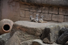 hannover_zoo_2015_120_20150715_1754998057