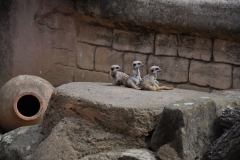 hannover_zoo_2015_121_20150715_1200240367