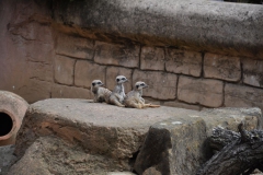 hannover_zoo_2015_122_20150715_1623026412