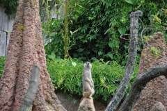 hannover_zoo_2015_123_20150715_1926789988