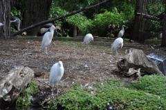 hannover_zoo_2015_126_20150715_1123189647