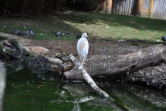 hannover_zoo_2015_129_20150715_1033964912