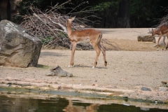 hannover_zoo_2015_138_20150715_1053640734