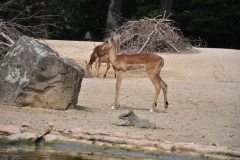 hannover_zoo_2015_139_20150715_1959616447