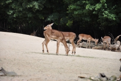 hannover_zoo_2015_140_20150715_2005067896