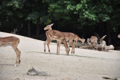 hannover_zoo_2015_141_20150715_1199641529