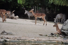 hannover_zoo_2015_142_20150715_1604370888